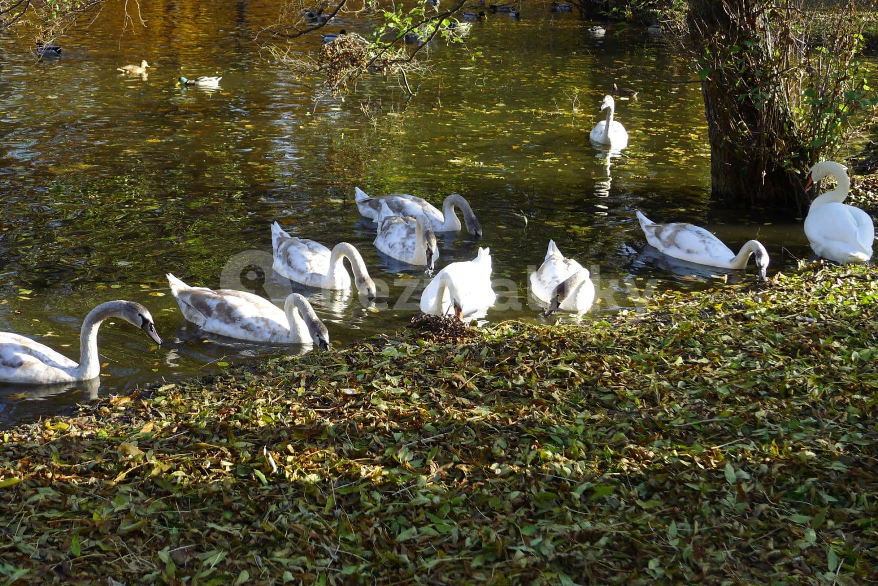 Prenájom bytu  58 m², Ruská, Teplice, Ústecký kraj
