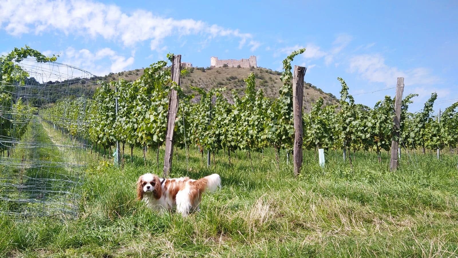 Prenájom bytu  220 m², Vinařská, Pavlov, Jihomoravský kraj