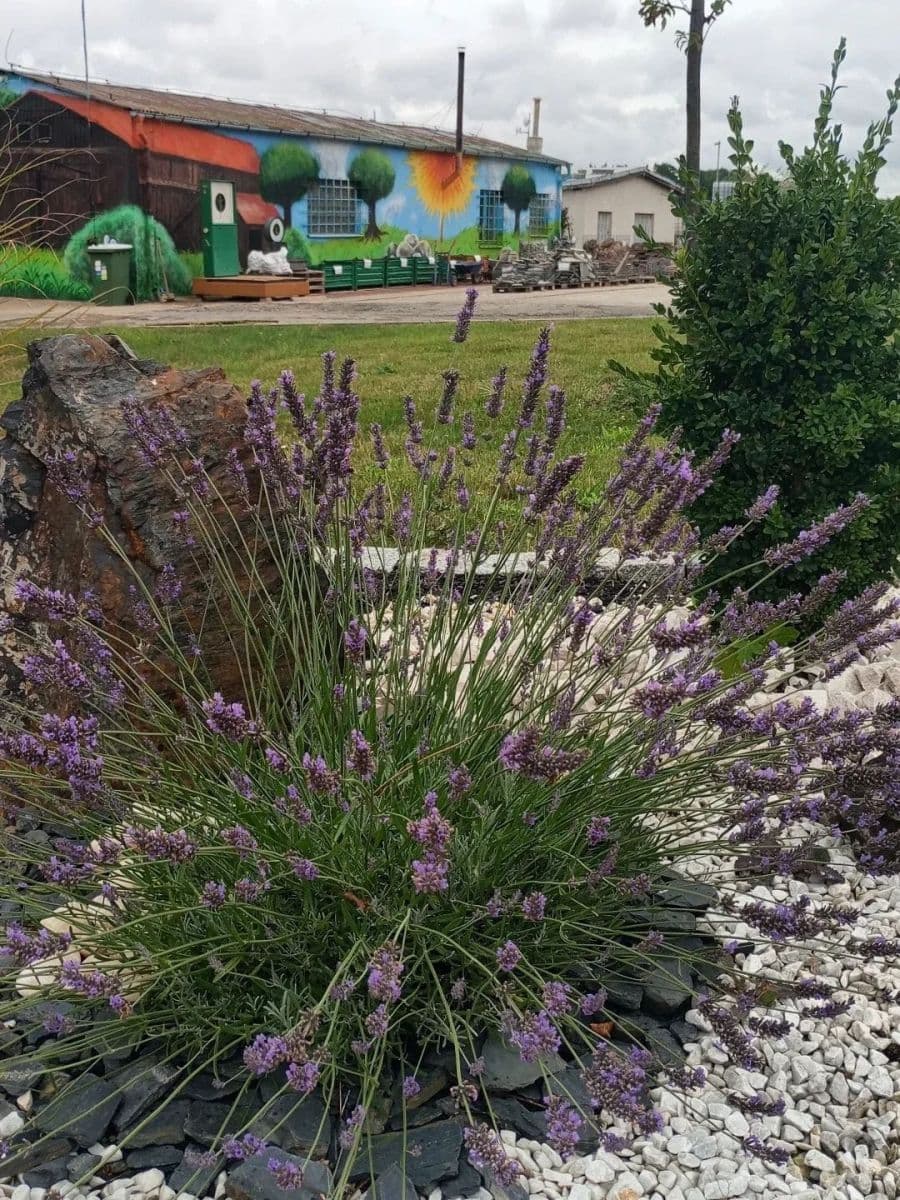 Prenájom pozemku 20.000 m², Říčany, Středočeský kraj Prenájom pozemku 20.000 m², Říčany, Středočeský kraj