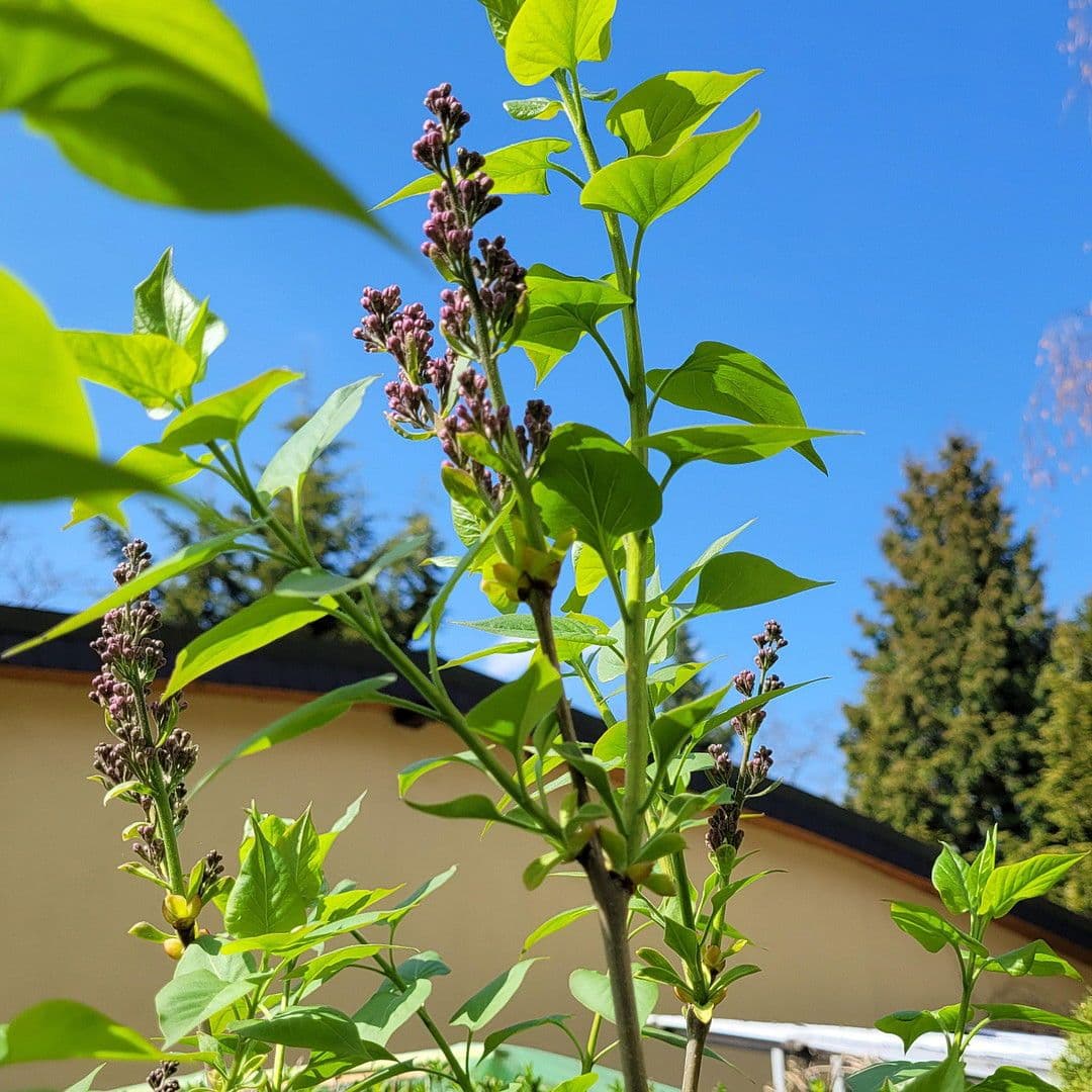 Predaj domu 162 m², pozemek 798 m², Berlin, Berlín Predaj domu 162 m², pozemek 798 m², Berlin, Berlín