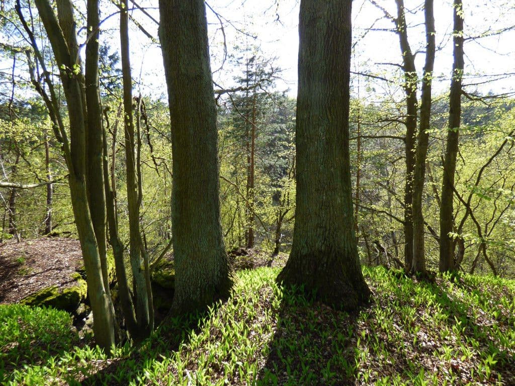 Predaj pozemku 7.636 m², Dobřeň, Středočeský kraj Predaj pozemku 7.636 m², Dobřeň, Středočeský kraj
