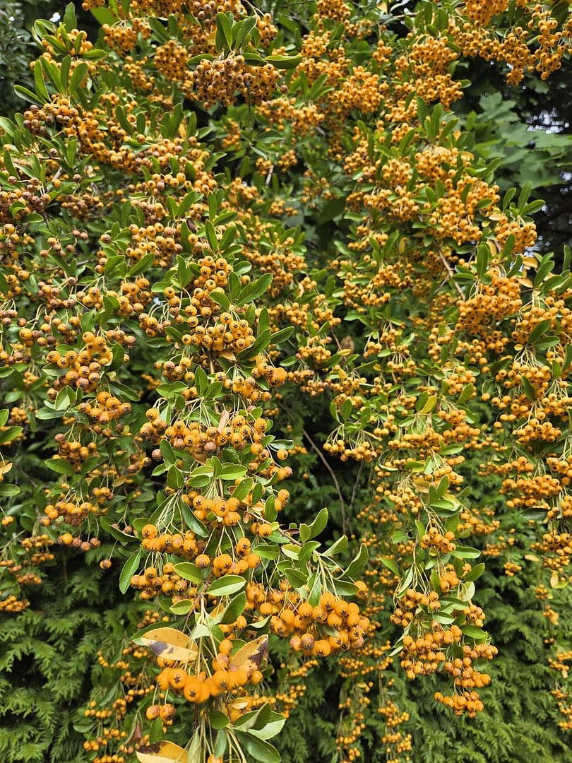 Predaj domu 273 m², pozemek 1.784 m², August-Schmidt-Straße 6, Gladbeck, Severné Porýnie - Westfálsko Predaj domu 273 m², pozemek 1.784 m², August-Schmidt-Straße 6, Gladbeck, Severné Porýnie - Westfálsko