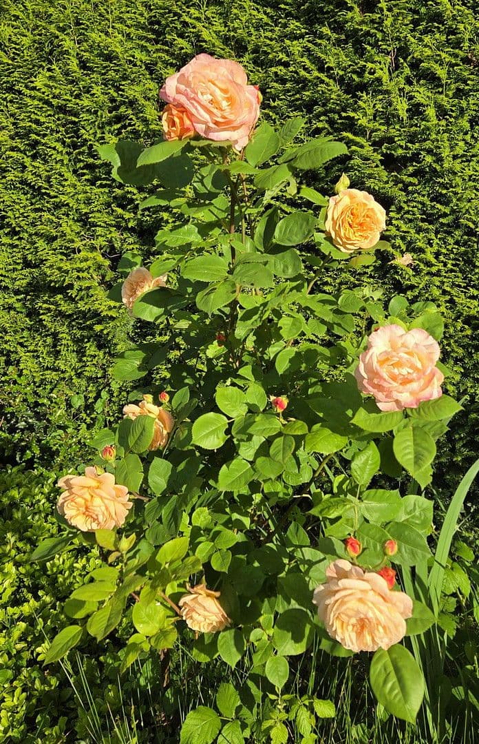 Predaj domu 273 m², pozemek 1.784 m², August-Schmidt-Straße 6, Gladbeck, Severné Porýnie - Westfálsko Predaj domu 273 m², pozemek 1.784 m², August-Schmidt-Straße 6, Gladbeck, Severné Porýnie - Westfálsko