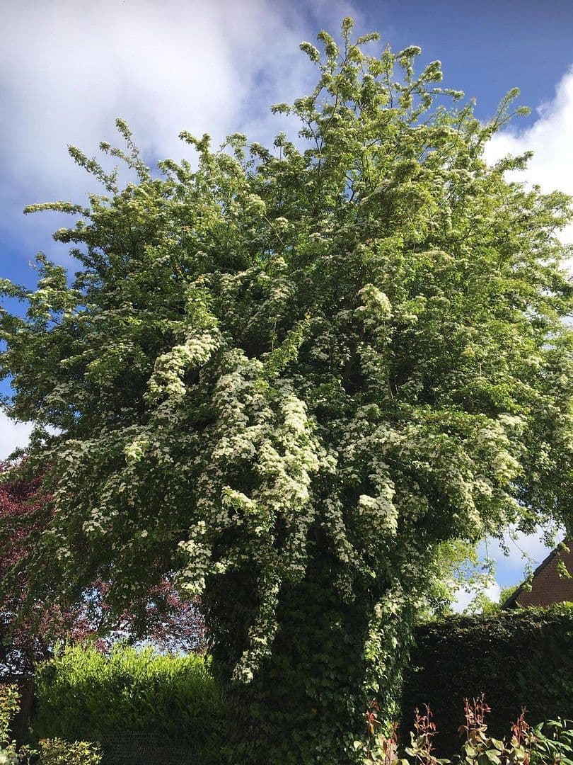 Predaj domu 170 m², pozemek 745 m², Grömitz, Šlezvicko-Holštajnsko Predaj domu 170 m², pozemek 745 m², Grömitz, Šlezvicko-Holštajnsko