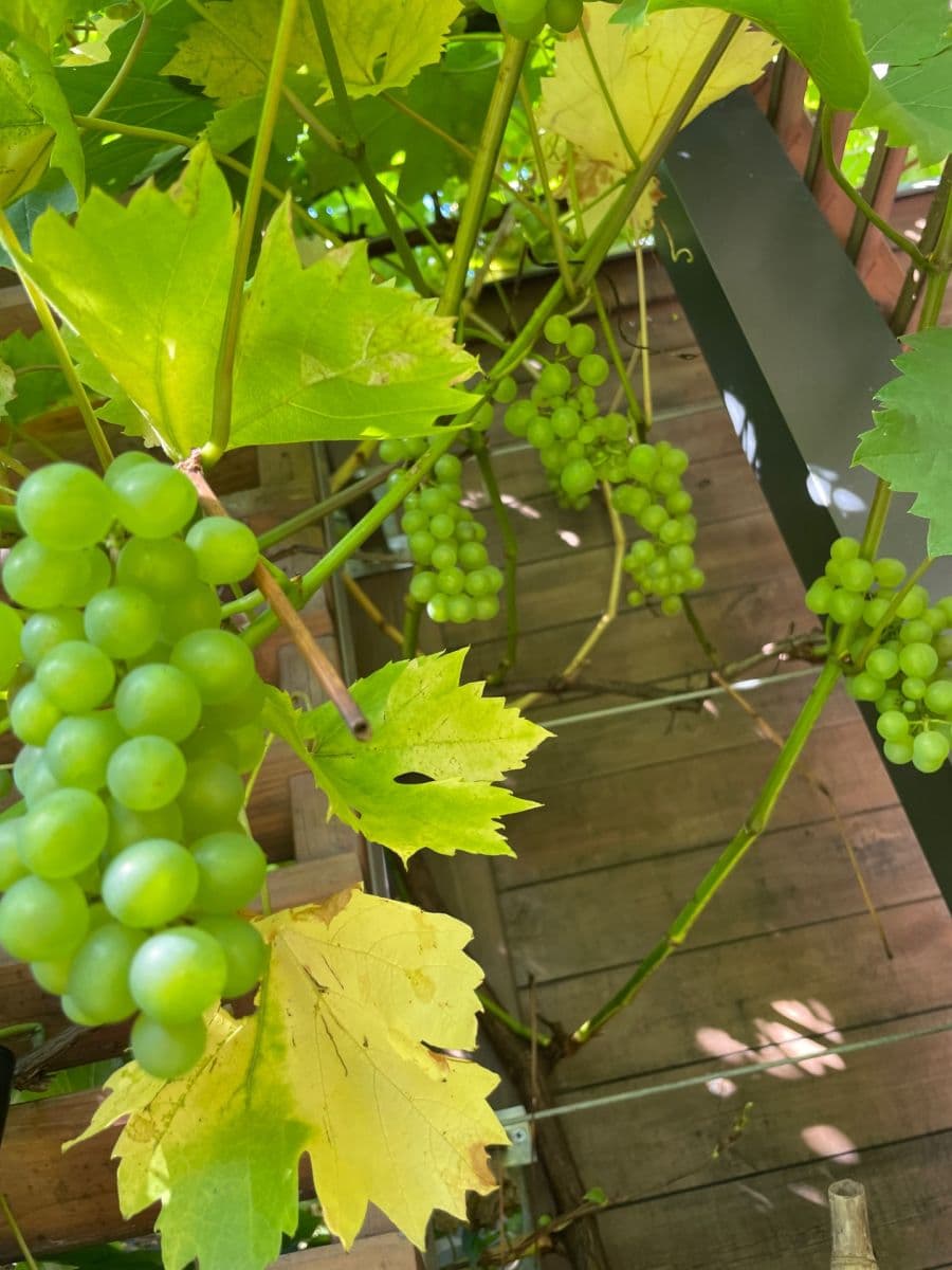 Prenájom domu 100 m², pozemek 180 m², Lukavského, Praha, Praha Prenájom domu 100 m², pozemek 180 m², Lukavského, Praha, Praha