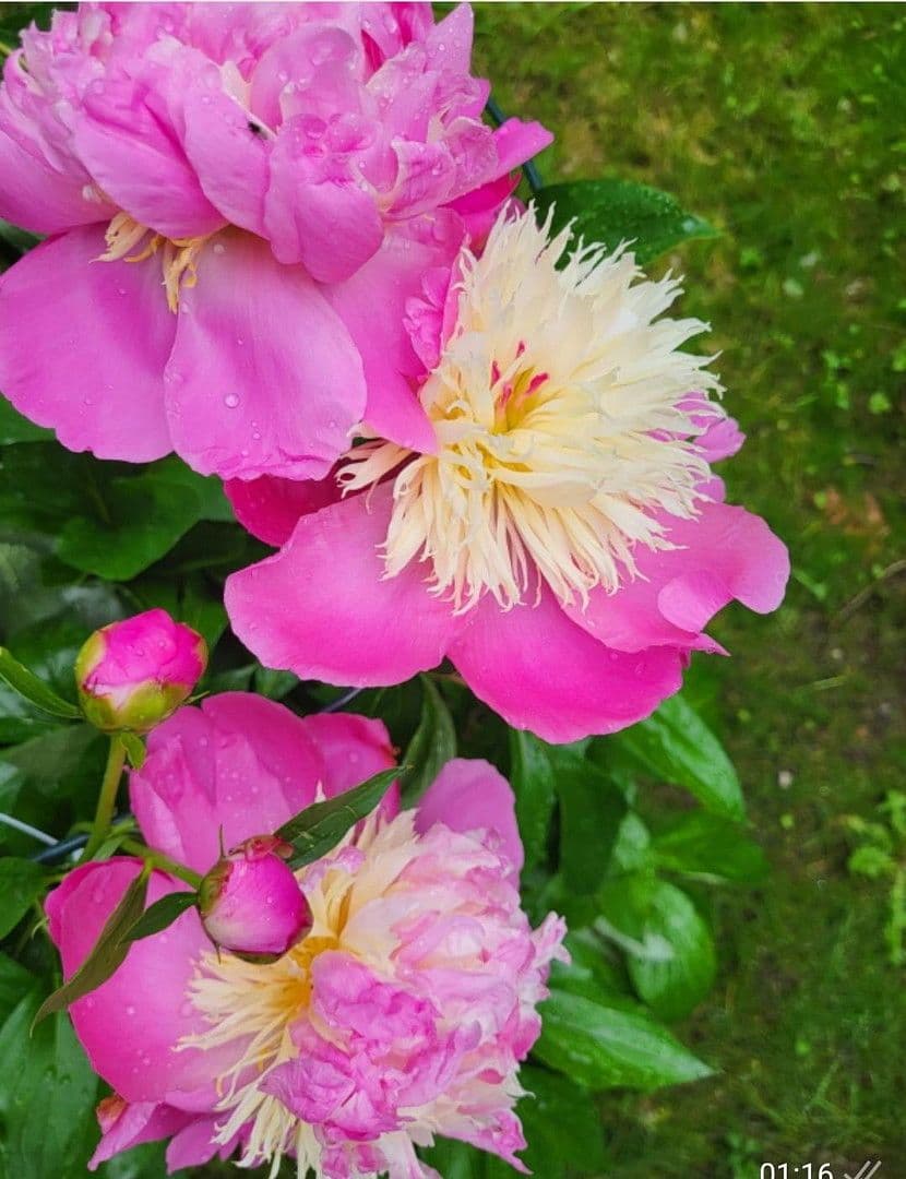 Prenájom bytu 4-izbový 90 m², München, Bavorsko Prenájom bytu 4-izbový 90 m², München, Bavorsko