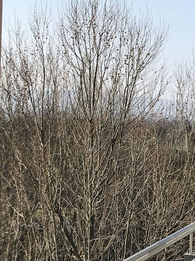 Prenájom bytu 3-izbový 82 m², Sigmund-Freud-Straße 76, Frankfurt, Hesensko Prenájom bytu 3-izbový 82 m², Sigmund-Freud-Straße 76, Frankfurt, Hesensko