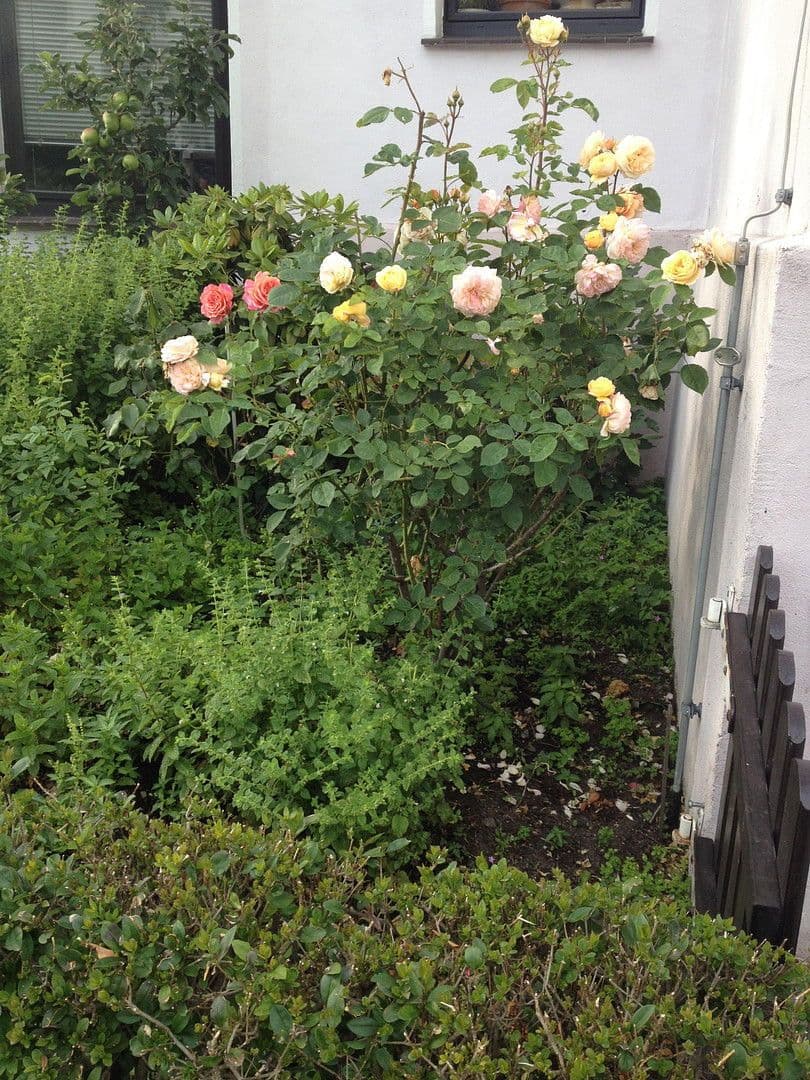 Prenájom bytu 1-izbový 25 m², Braunschweig, Dolné Sasko Prenájom bytu 1-izbový 25 m², Braunschweig, Dolné Sasko