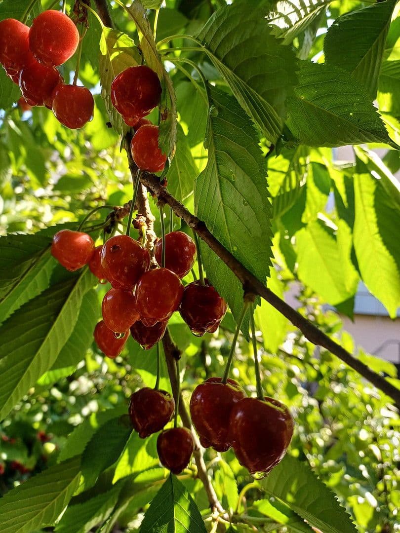 Predaj domu 114 m², pozemek 464 m², Kaiserslautern Erfenbach, Porýnie-Falcko Predaj domu 114 m², pozemek 464 m², Kaiserslautern Erfenbach, Porýnie-Falcko
