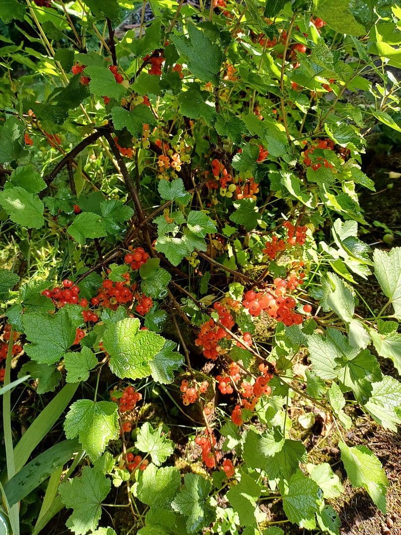 Predaj domu 114 m², pozemek 464 m², Kaiserslautern Erfenbach, Porýnie-Falcko Predaj domu 114 m², pozemek 464 m², Kaiserslautern Erfenbach, Porýnie-Falcko