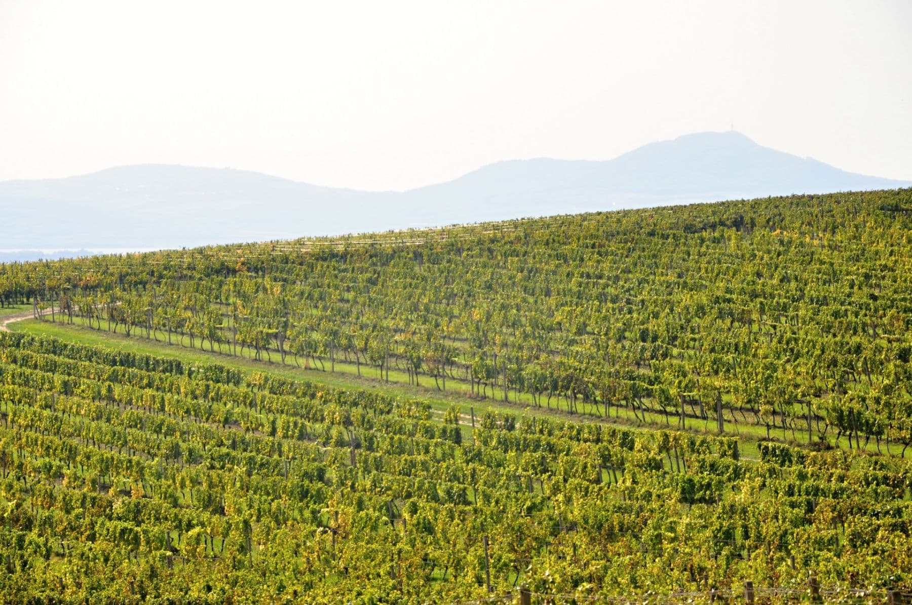 Predaj pozemku 2.219 m², Němčičky, Jihomoravský kraj Predaj pozemku 2.219 m², Němčičky, Jihomoravský kraj