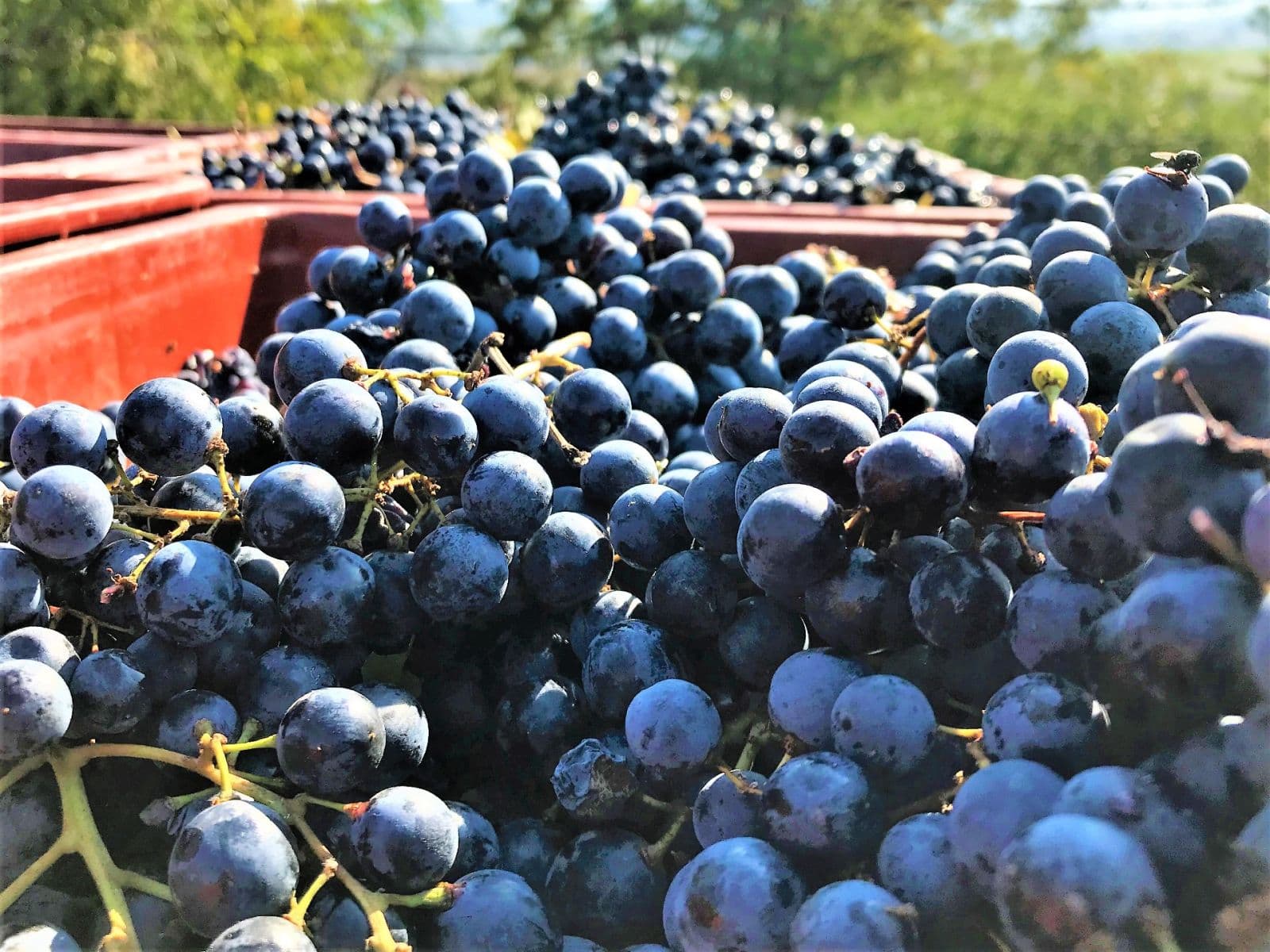 Predaj pozemku 2.219 m², Němčičky, Jihomoravský kraj Predaj pozemku 2.219 m², Němčičky, Jihomoravský kraj