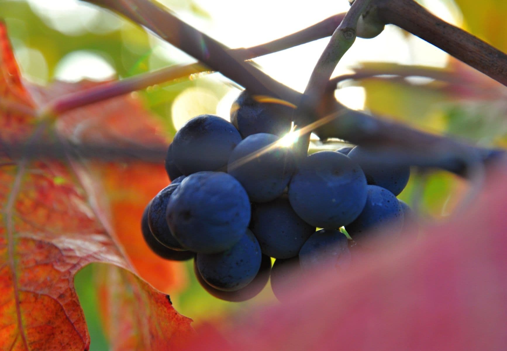 Predaj pozemku 2.219 m², Němčičky, Jihomoravský kraj Predaj pozemku 2.219 m², Němčičky, Jihomoravský kraj