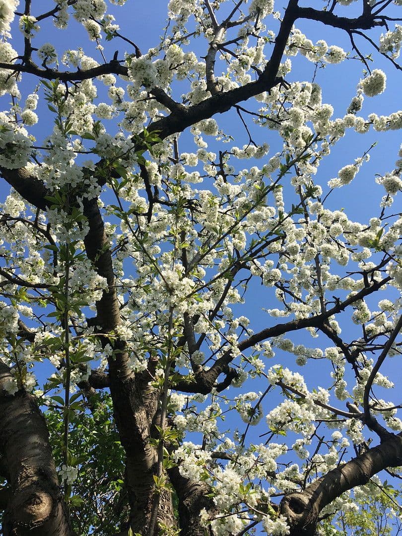 Predaj domu 126 m², pozemek 500 m², Berlin, Berlín Predaj domu 126 m², pozemek 500 m², Berlin, Berlín