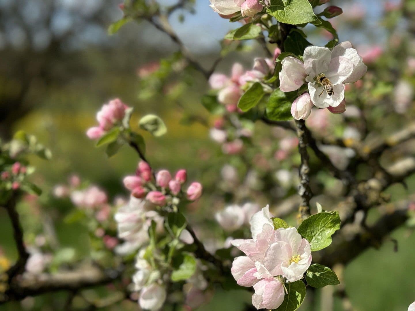 Predaj domu 818 m², pozemek 70.000 m², Leutkirch im Allgäu, Bádensko-Wurttembersko Predaj domu 818 m², pozemek 70.000 m², Leutkirch im Allgäu, Bádensko-Wurttembersko