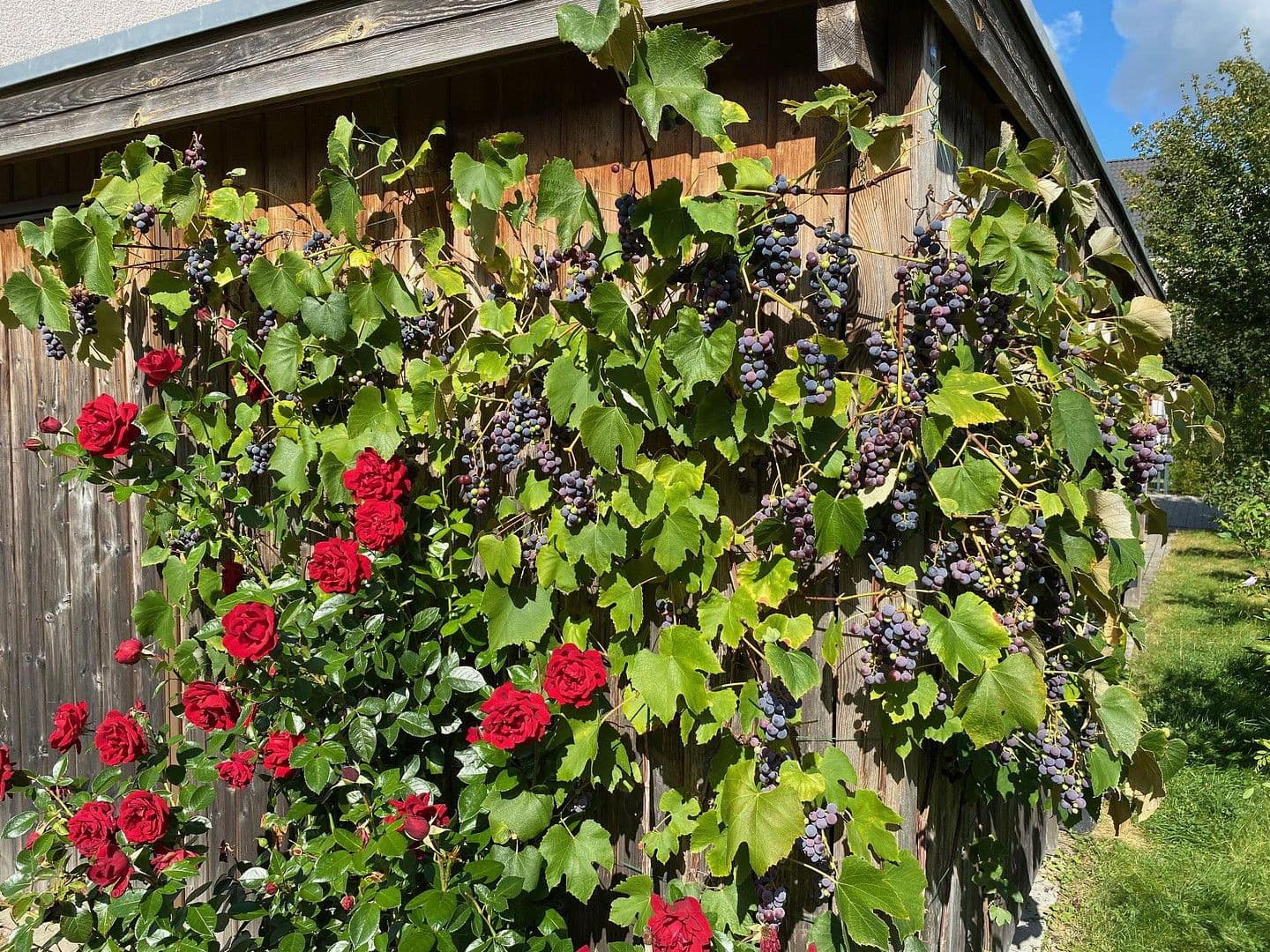 Predaj domu 146 m², pozemek 334 m², Emmi-Ruben-Weg 19F, Hamburg, Hamburg Predaj domu 146 m², pozemek 334 m², Emmi-Ruben-Weg 19F, Hamburg, Hamburg