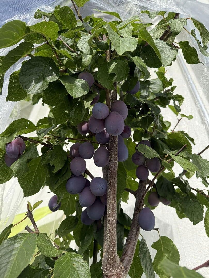 Predaj domu 209 m², pozemek 362 m², Lenzkirch, Bádensko-Wurttembersko Predaj domu 209 m², pozemek 362 m², Lenzkirch, Bádensko-Wurttembersko