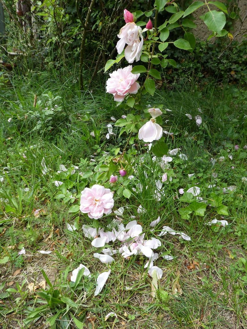 Predaj domu 400 m², pozemek 16.800 m², Templin, Brandenbursko Predaj domu 400 m², pozemek 16.800 m², Templin, Brandenbursko