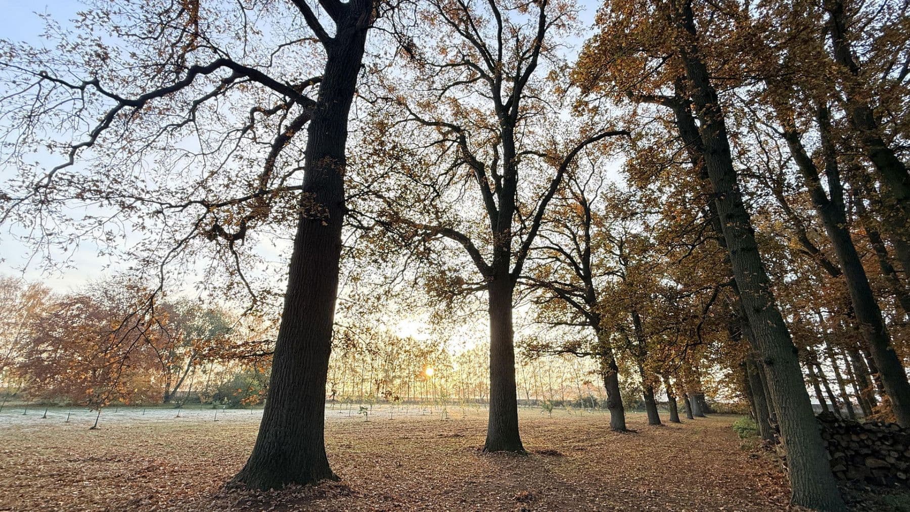 Predaj domu 877 m², pozemek 23.976 m², Balge, Dolné Sasko Predaj domu 877 m², pozemek 23.976 m², Balge, Dolné Sasko