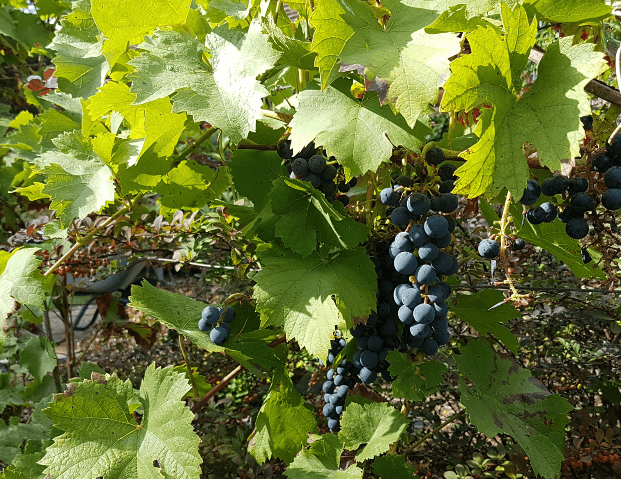 Predaj domu 368 m², pozemek 1.568 m², Neuendorf 1, Oderberg, Brandenbursko Predaj domu 368 m², pozemek 1.568 m², Neuendorf 1, Oderberg, Brandenbursko