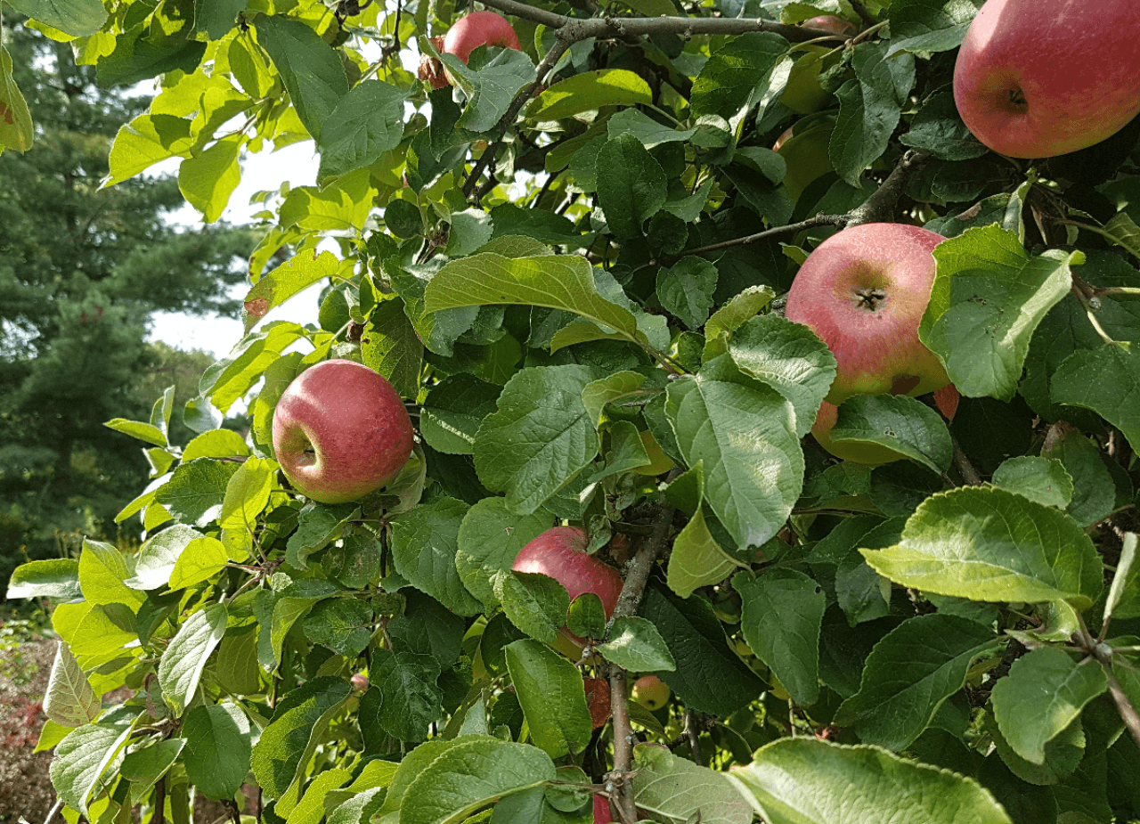 Predaj domu 368 m², pozemek 1.568 m², Neuendorf 1, Oderberg, Brandenbursko Predaj domu 368 m², pozemek 1.568 m², Neuendorf 1, Oderberg, Brandenbursko