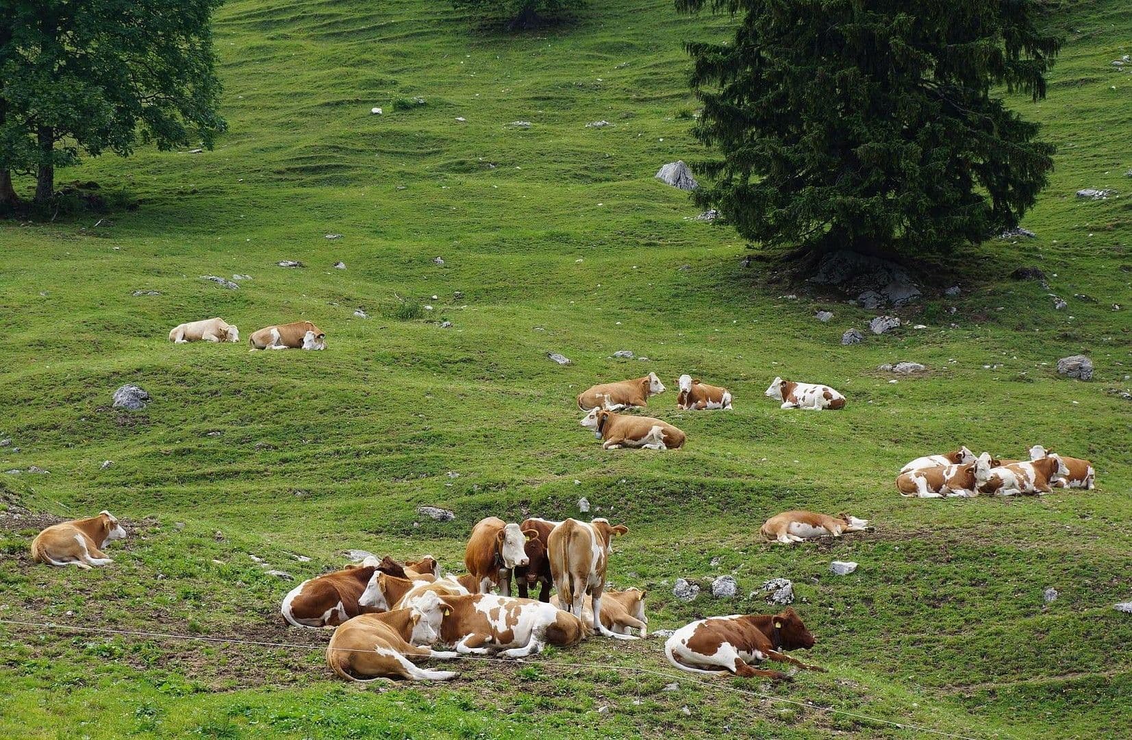 Predaj nebytového priestoru 935 m², Wuhrstein 17, Schleching, Bavorsko Predaj nebytového priestoru 935 m², Wuhrstein 17, Schleching, Bavorsko