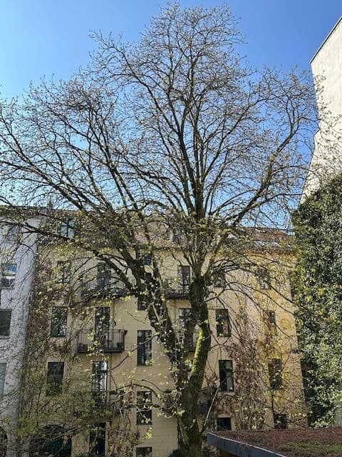 Predaj bytu 2-izbový 46 m², Christinenstraße 33, Berlin, Berlín Predaj bytu 2-izbový 46 m², Christinenstraße 33, Berlin, Berlín