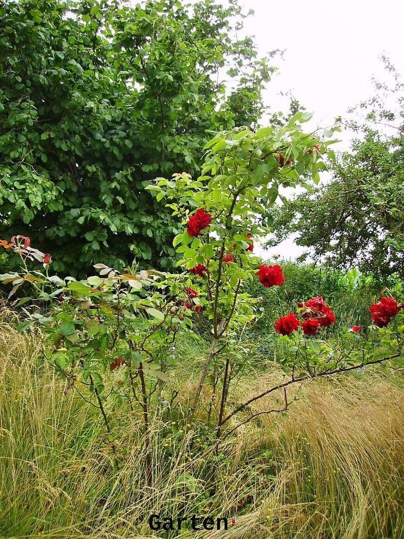 Prenájom bytu 2-izbový 58 m², Görke 32, Postlow, Meklenbursko-Predpomoransko Prenájom bytu 2-izbový 58 m², Görke 32, Postlow, Meklenbursko-Predpomoransko