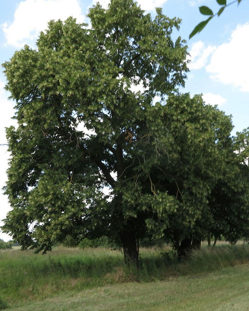 Predaj domu 1.200 m², pozemek 7.000 m², Ivenack, Meklenbursko-Predpomoransko Predaj domu 1.200 m², pozemek 7.000 m², Ivenack, Meklenbursko-Predpomoransko