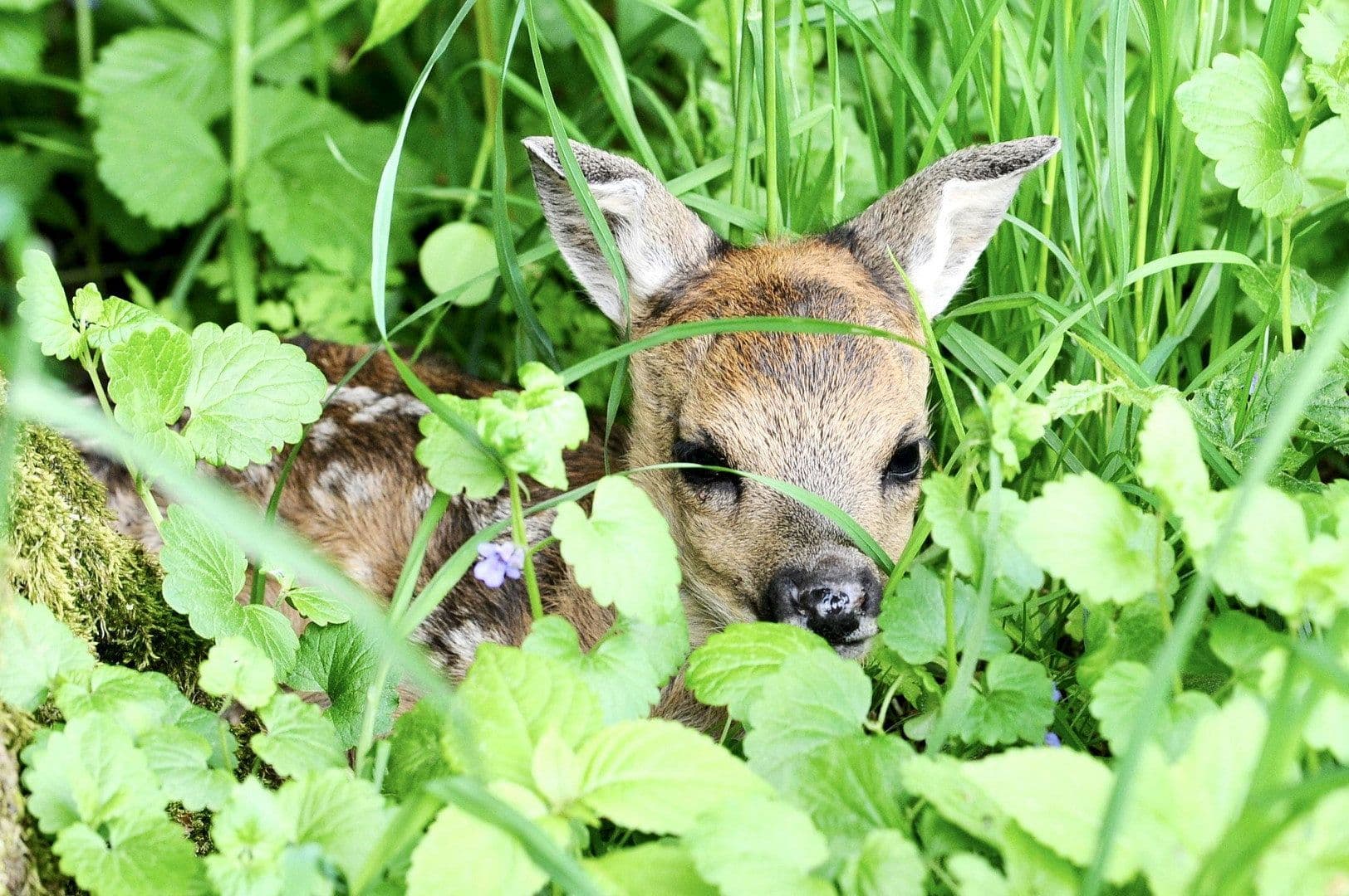 Predaj domu 217 m², pozemek 8.197 m², Langenzenn, Bavorsko Predaj domu 217 m², pozemek 8.197 m², Langenzenn, Bavorsko