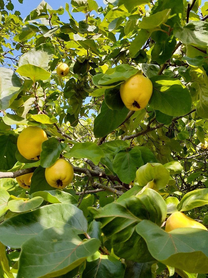 Predaj domu 700 m², pozemek 4.138 m², Tosterglope, Dolné Sasko Predaj domu 700 m², pozemek 4.138 m², Tosterglope, Dolné Sasko