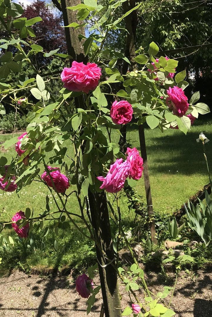 Predaj domu 300 m², pozemek 1.891 m², Lauchringen, Bádensko-Wurttembersko Predaj domu 300 m², pozemek 1.891 m², Lauchringen, Bádensko-Wurttembersko