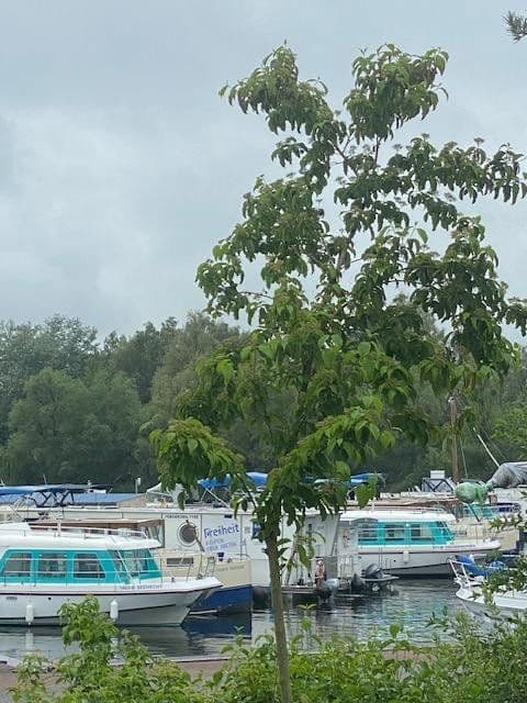 Predaj domu 100 m², pozemek 252 m², Luvweg 5C, Rechlin, Meklenbursko-Predpomoransko Predaj domu 100 m², pozemek 252 m², Luvweg 5C, Rechlin, Meklenbursko-Predpomoransko