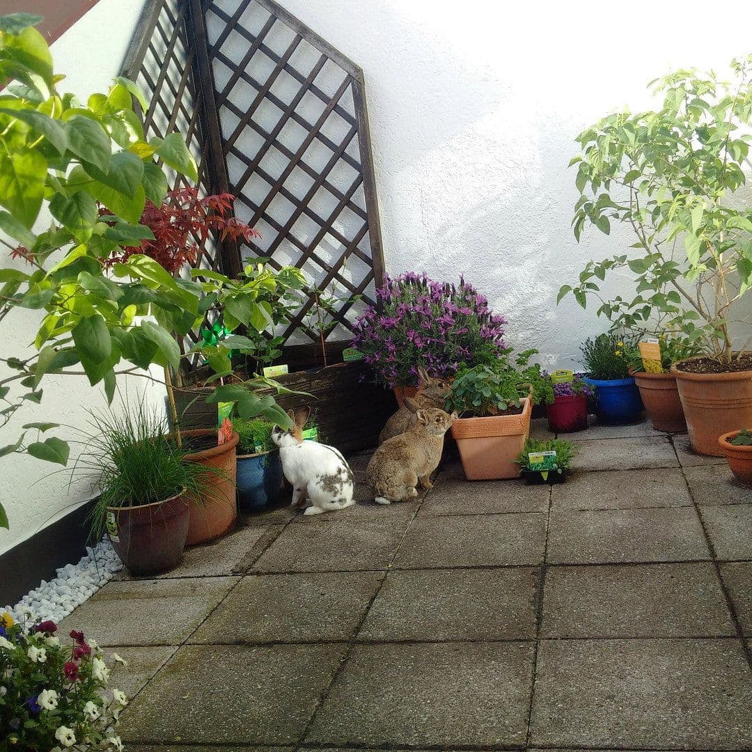 Prenájom bytu 2-izbový 96 m², Göggingerstr 31, Augsburg, Bavorsko Prenájom bytu 2-izbový 96 m², Göggingerstr 31, Augsburg, Bavorsko