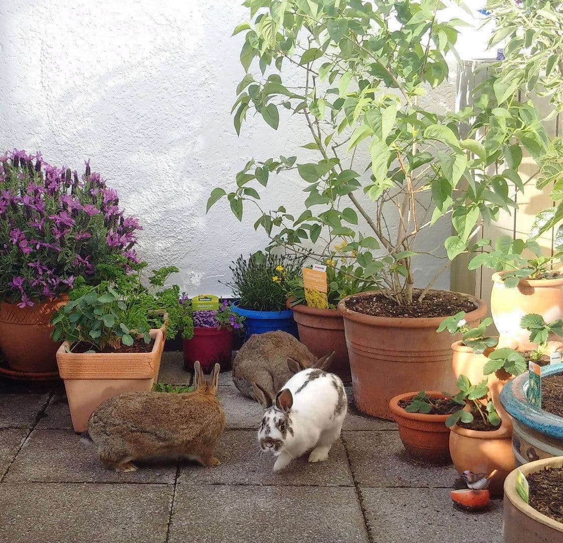 Prenájom bytu 2-izbový 96 m², Göggingerstr 31, Augsburg, Bavorsko Prenájom bytu 2-izbový 96 m², Göggingerstr 31, Augsburg, Bavorsko