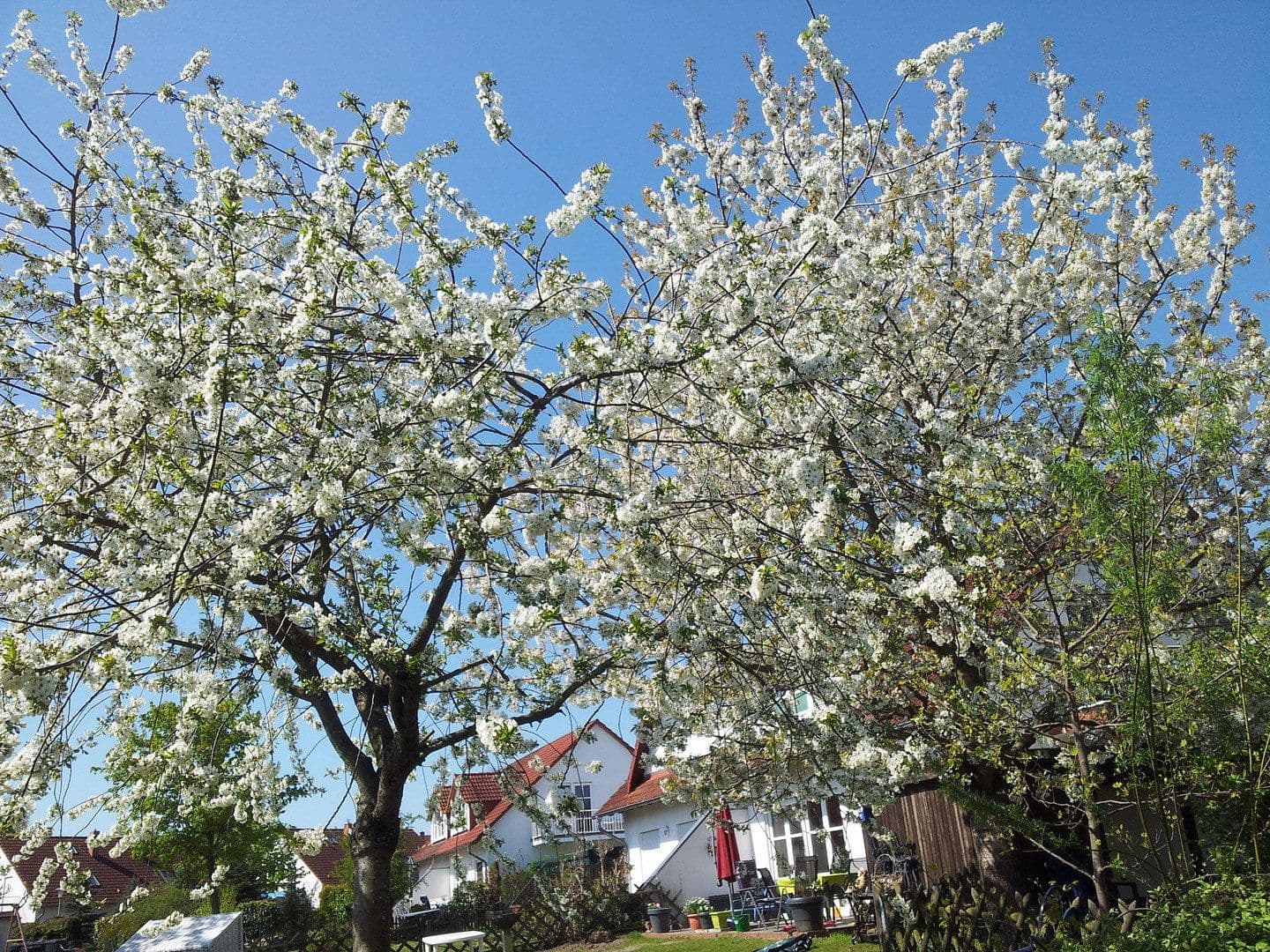 Predaj domu 120 m², pozemek 449 m², Garz/Rügen, Meklenbursko-Predpomoransko Predaj domu 120 m², pozemek 449 m², Garz/Rügen, Meklenbursko-Predpomoransko