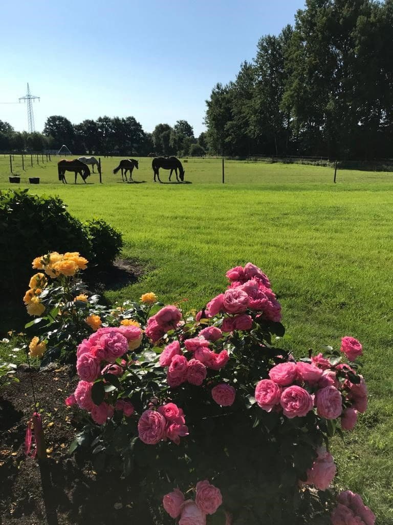 Prenájom bytu 1-izbový 37 m², Neulehe, Dolné Sasko Prenájom bytu 1-izbový 37 m², Neulehe, Dolné Sasko