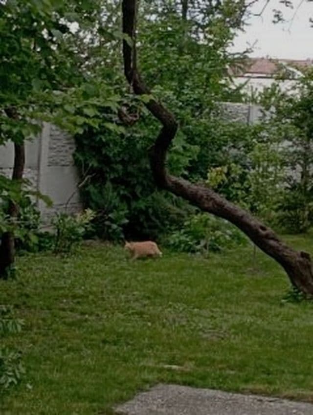 Predaj pozemku 431 m², Centrálna, Miloslavov, Bratislavský kraj Predaj pozemku 431 m², Centrálna, Miloslavov, Bratislavský kraj