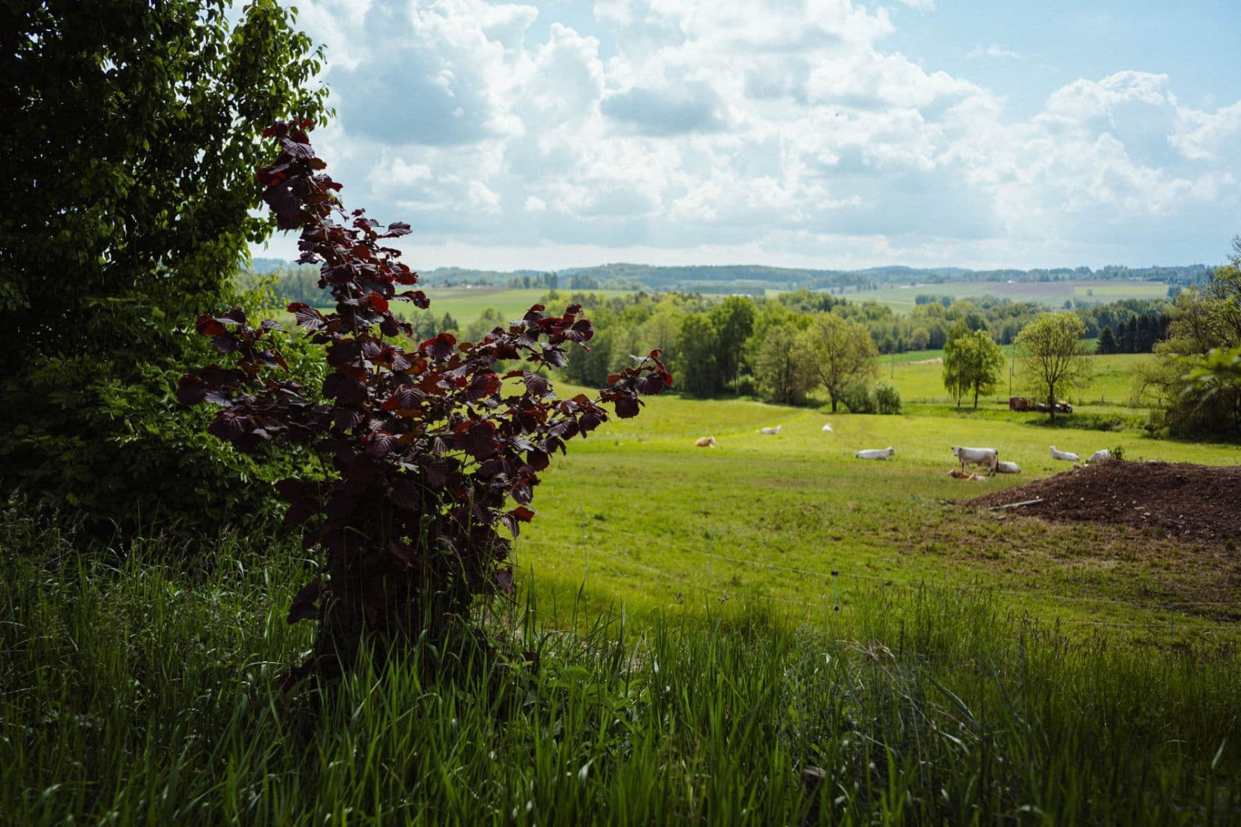 Predaj pozemku 126.783 m², Žirov, Kraj Vysočina Predaj pozemku 126.783 m², Žirov, Kraj Vysočina