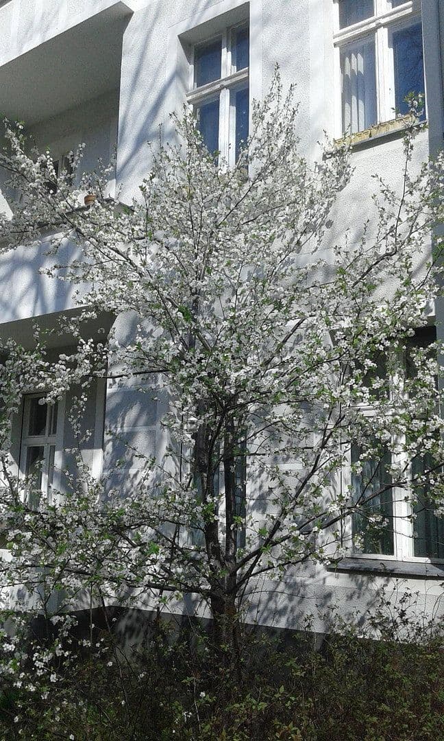 Predaj bytu 5-izbový 116 m², Scheiblerstr., Berlin, Berlín Predaj bytu 5-izbový 116 m², Scheiblerstr., Berlin, Berlín