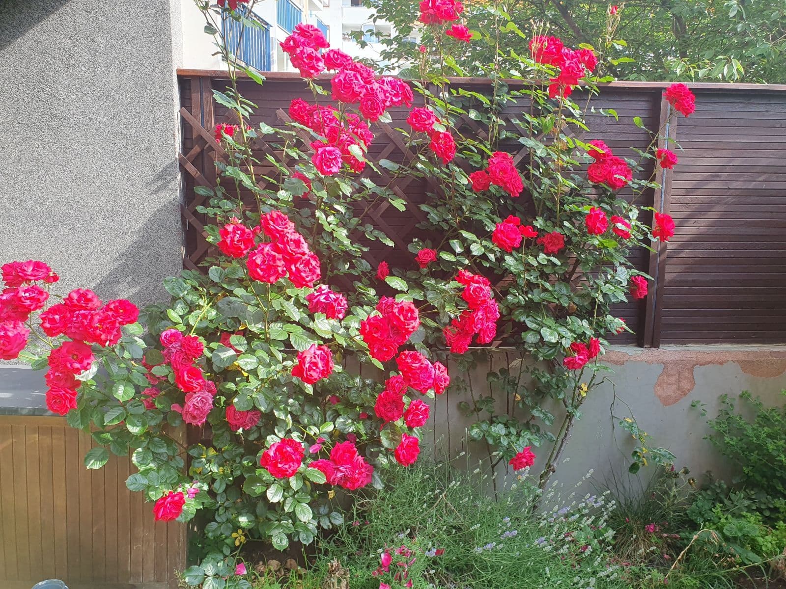 Prenájom bytu 35 m², Kodymova, Praha, Praha Prenájom bytu 35 m², Kodymova, Praha, Praha