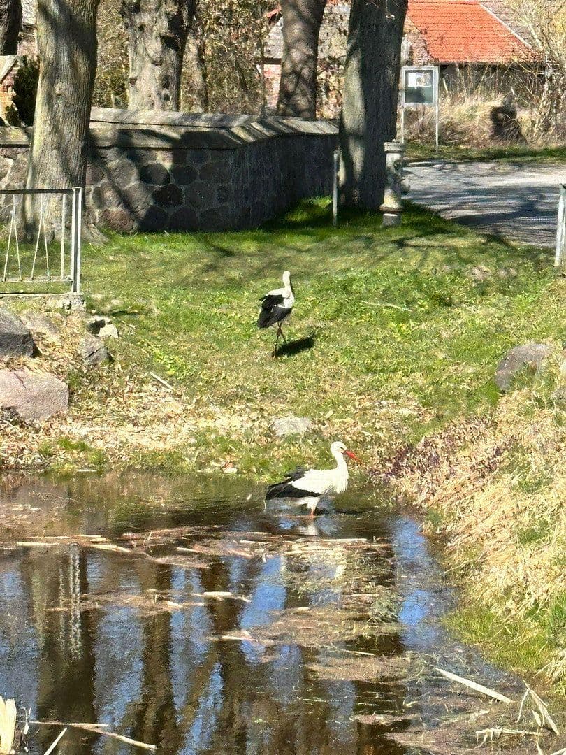 Predaj domu 156 m², pozemek 999 m², Medow, Meklenbursko-Predpomoransko Predaj domu 156 m², pozemek 999 m², Medow, Meklenbursko-Predpomoransko