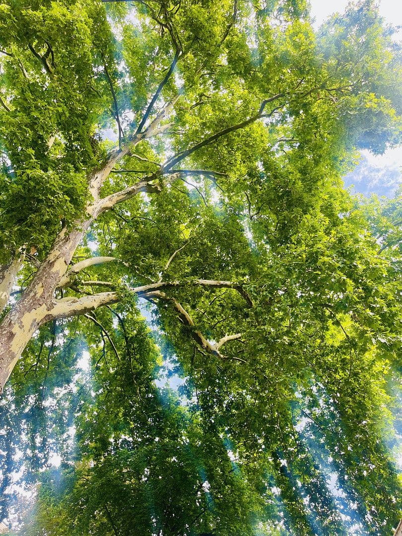 Predaj domu 176 m², pozemek 78 m², Köln, Severné Porýnie - Westfálsko Predaj domu 176 m², pozemek 78 m², Köln, Severné Porýnie - Westfálsko