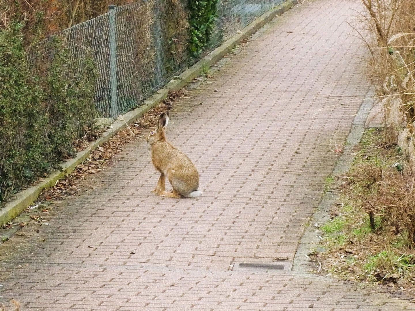 Prenájom bytu 2-izbový 76 m², Schlüsselfelder Str. 16a, Nürnberg, Bavorsko Prenájom bytu 2-izbový 76 m², Schlüsselfelder Str. 16a, Nürnberg, Bavorsko