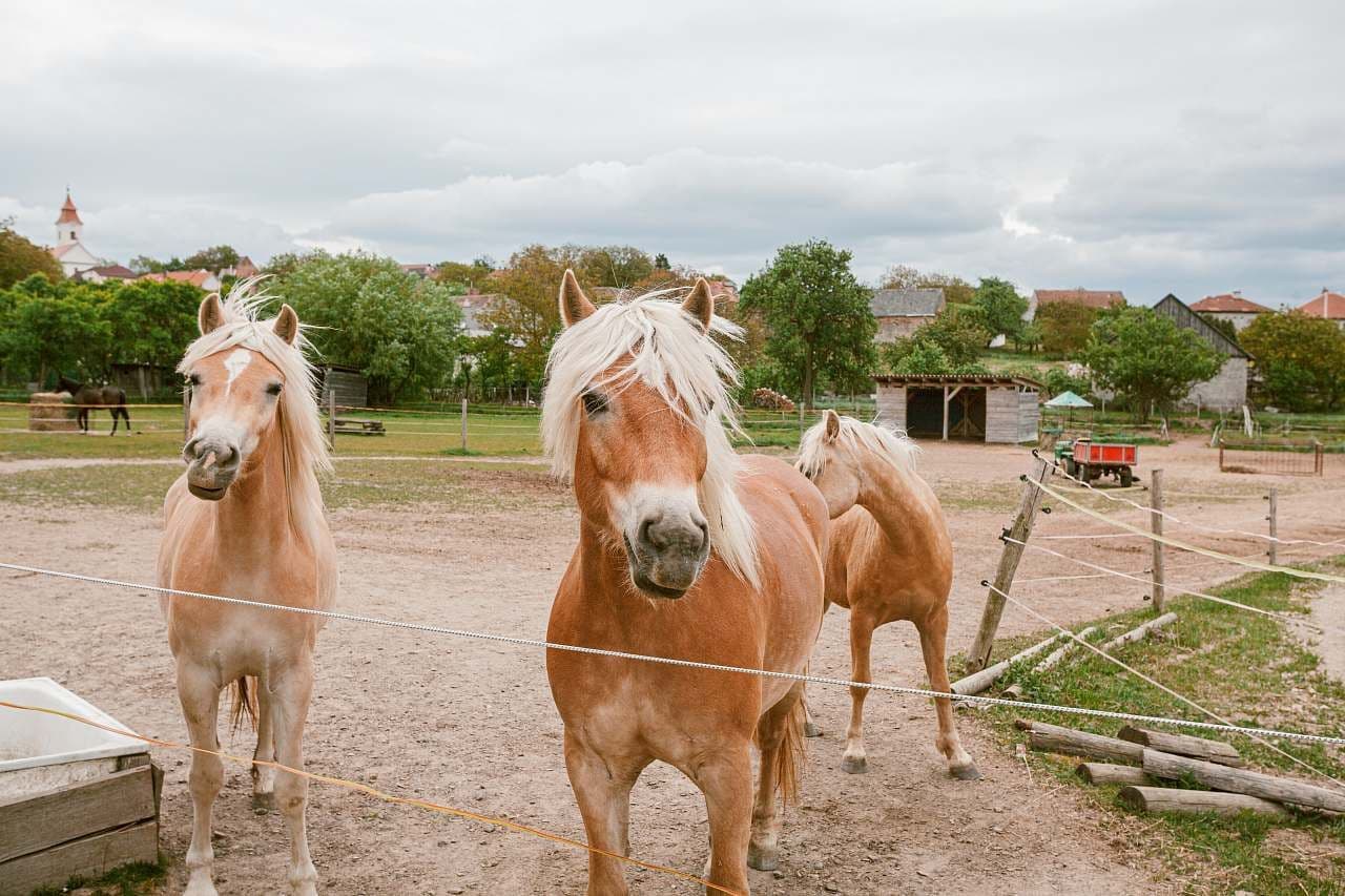 Prenájom rekreačného objektu, Horní Újezd, Kraj Vysočina Prenájom rekreačného objektu, Horní Újezd, Kraj Vysočina