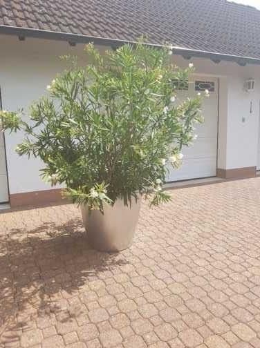 Predaj domu 120 m², pozemek 1.000 m², Grundweg 9, Wertheim, Bádensko-Wurttembersko Predaj domu 120 m², pozemek 1.000 m², Grundweg 9, Wertheim, Bádensko-Wurttembersko