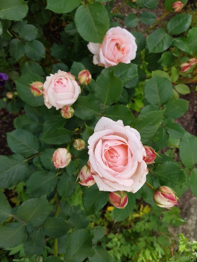 Predaj rekreačného objektu 40 m², pozemek 357 m², Karlovy Vary, Karlovarský kraj Predaj rekreačného objektu 40 m², pozemek 357 m², Karlovy Vary, Karlovarský kraj