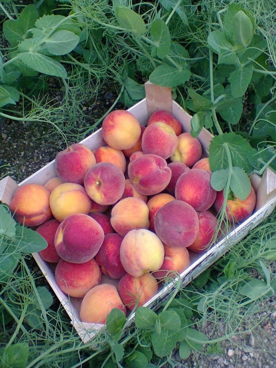 Predaj rekreačného objektu 40 m², pozemek 357 m², Karlovy Vary, Karlovarský kraj Predaj rekreačného objektu 40 m², pozemek 357 m², Karlovy Vary, Karlovarský kraj