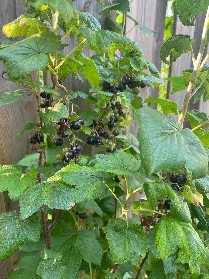 Predaj domu 100 m², pozemek 124 m², Döringweg 7d, Hamburg, Hamburg Predaj domu 100 m², pozemek 124 m², Döringweg 7d, Hamburg, Hamburg