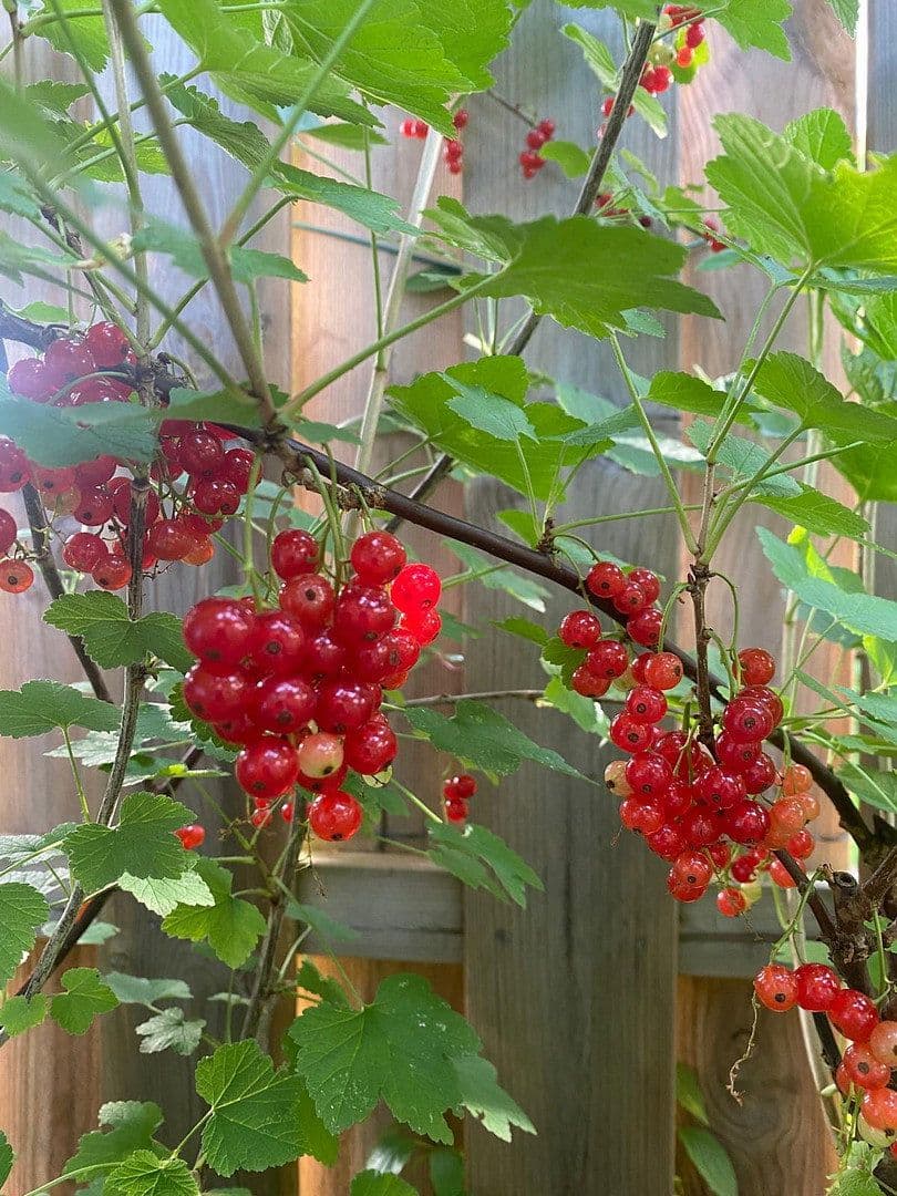 Predaj domu 100 m², pozemek 124 m², Döringweg 7d, Hamburg, Hamburg Predaj domu 100 m², pozemek 124 m², Döringweg 7d, Hamburg, Hamburg